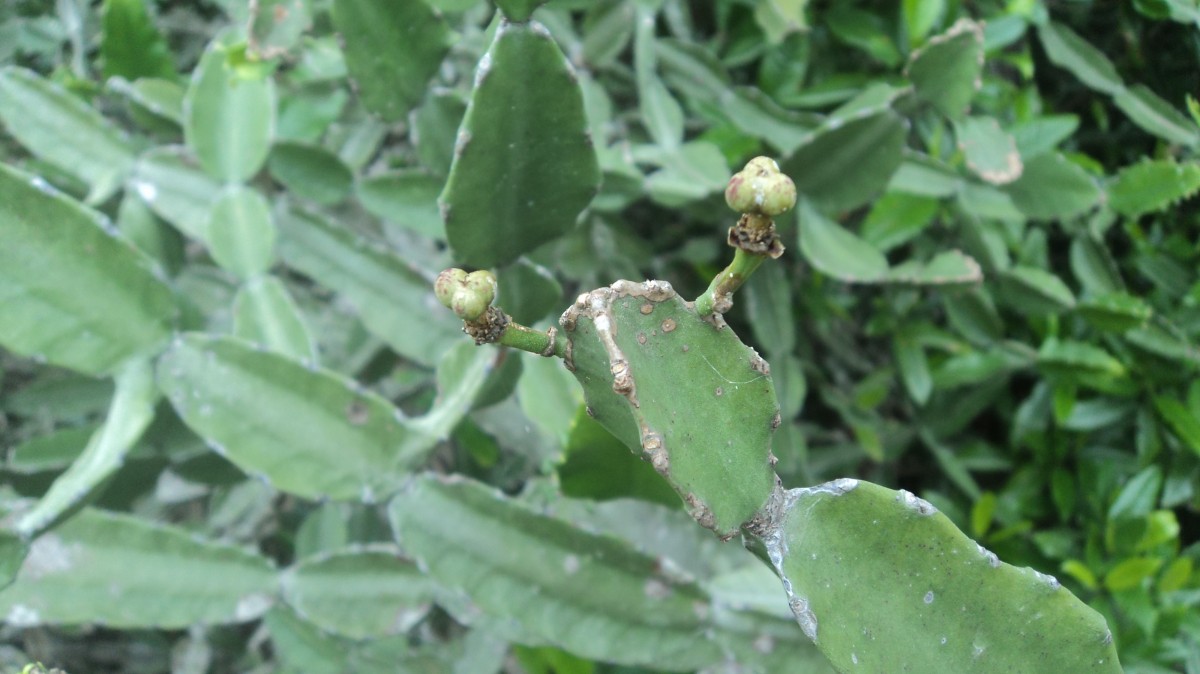 Euphorbia antiquorum L.